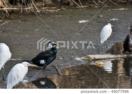 Pelican eyes cormorant cormorant Pelican eyes cormorant cormorant 49077996