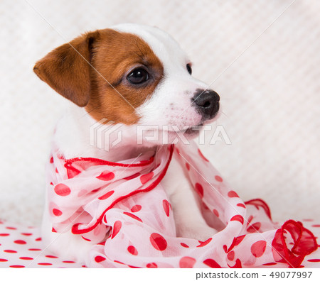 Jack Russell Terrier puppy dog in retro style Jack Russell Terrier puppy dog in retro style 49077997