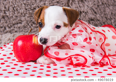 Jack Russell Terrier puppy dog with red apple Jack Russell Terrier puppy dog with red apple 49078019