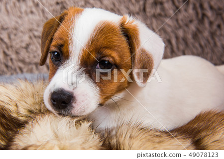 Cute puppy is playing in fur on brown background. Cute puppy is playing in fur on brown background. 49078123