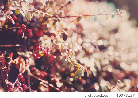 autumn red gaultheria background 49078137