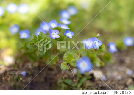 Veronica persica flower or persian speedwell Veronica persica flower or persian speedwell 49078150