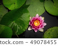 Water lily 49078455