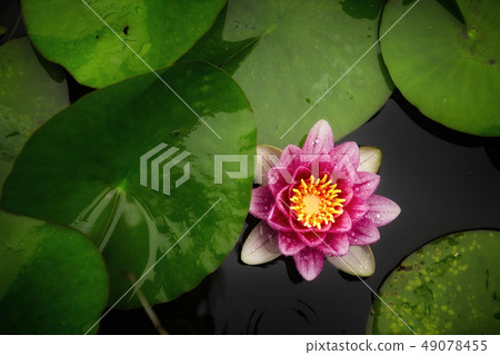 Water lily Water lily 49078455