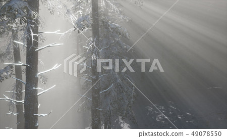 Misty Fog in Pine Forest on Mountain Slopes 49078550