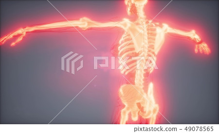 Transparent Human Body with Visible Bones Transparent Human Body with Visible Bones 49078565