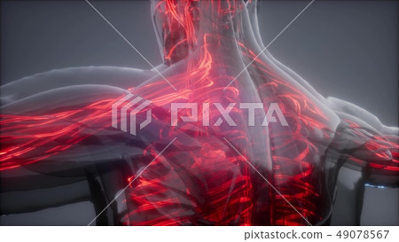 Blood Vessels of Human Body Blood Vessels of Human Body 49078567