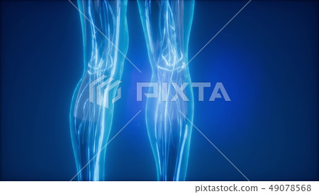 Blood Vessels of Human Body Blood Vessels of Human Body 49078568
