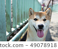 Shiba Inu 49078918
