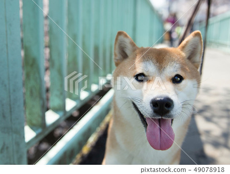 Shiba Inu Shiba Inu 49078918