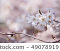 Cherry Blossoms	 49078919
