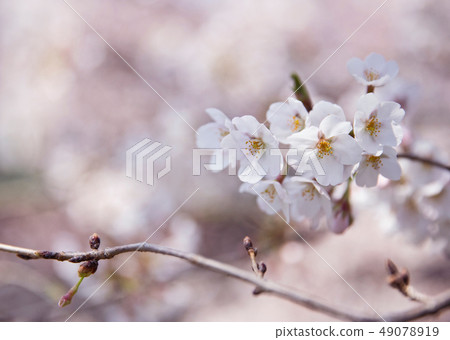 Cherry Blossoms Cherry Blossoms 49078919