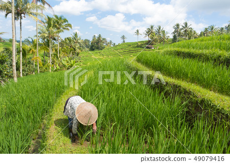 Female farmer wearing traditional asian paddy hat working in beautiful Jatiluwih rice terrace Female farmer wearing traditional asian paddy hat working in beautiful Jatiluwih rice terrace 49079416