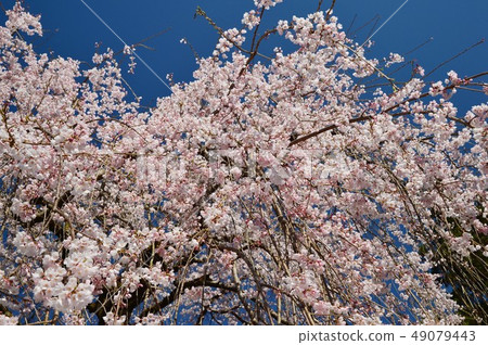 Weeping cherry blossoms in the gorge that shines in the blue sky, Nitagawa river town, Kochi Weeping cherry blossoms in the gorge that shines in the blue sky, Nitagawa river town, Kochi 49079443