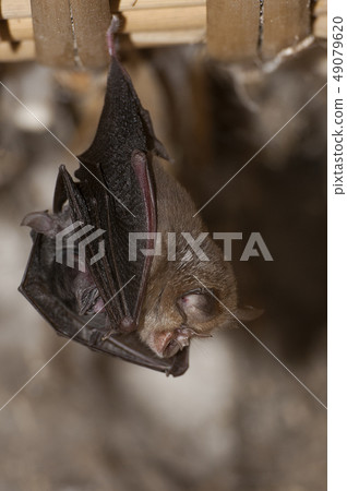 Lesser Horseshoe Bat with its young (Rhinolophus 49079620