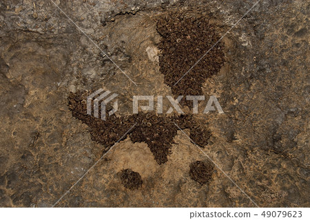 Groups of sleeping bats in cave, Myotis myotis Groups of sleeping bats in cave, Myotis myotis 49079623