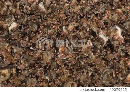 Groups of sleeping bats in cave, Myotis myotis Groups of sleeping bats in cave, Myotis myotis 49079625