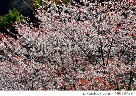 高知縣西川川町為山谷的表面著色的櫻花 49079789