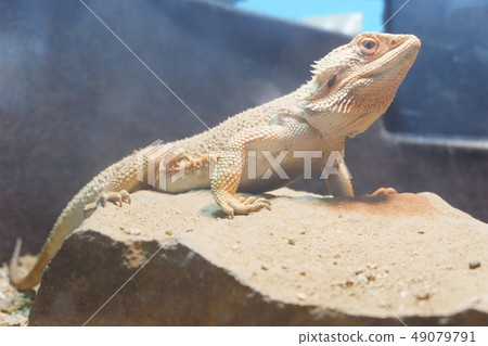 A soft-tailed lizard standing on a rock 49079791