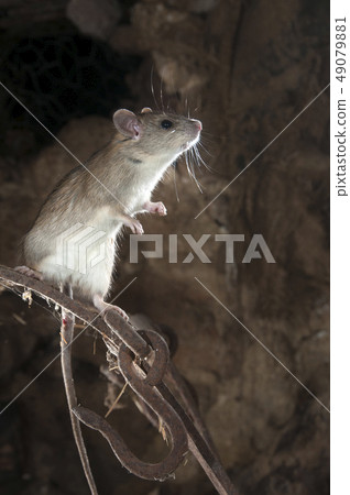 Black rat or field rat Portrait in an old Black rat or field rat Portrait in an old 49079881