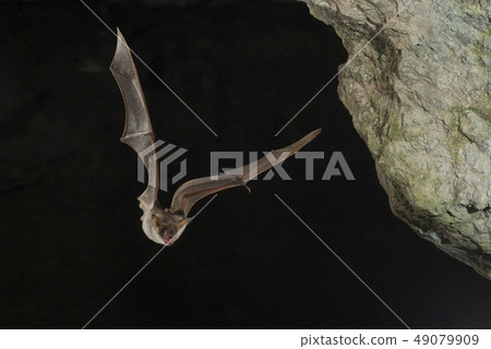 Bat buzzard, myotis myotis, flight in his cave 49079909