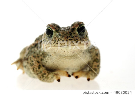 Natterjack toad (Epidalea calamita) with White 49080034