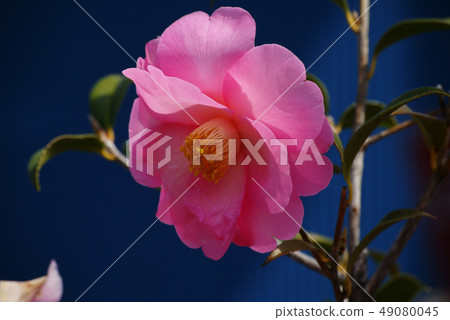 茶花 茶花 49080045