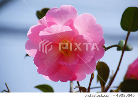 茶花 茶花 49080046