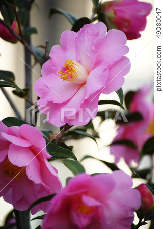 茶花 茶花 49080047