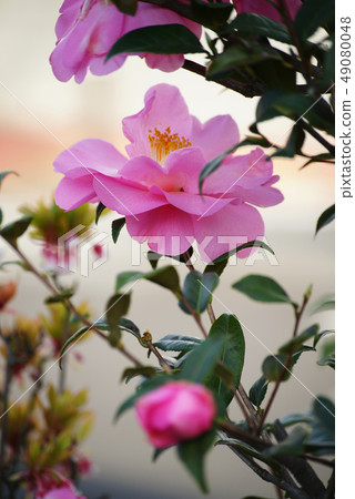 茶花 49080048