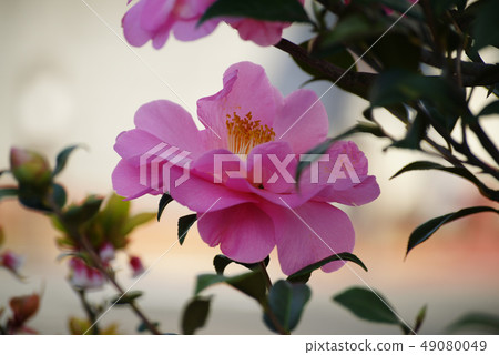 茶花 茶花 49080049