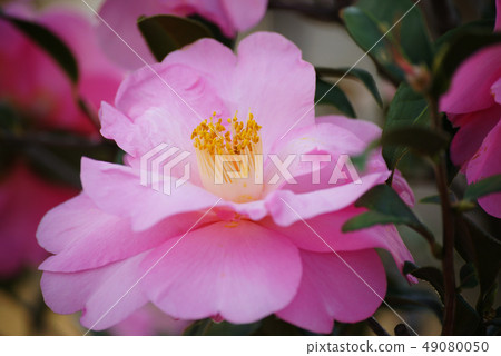 茶花 茶花 49080050