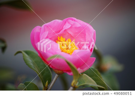 茶花 茶花 49080051
