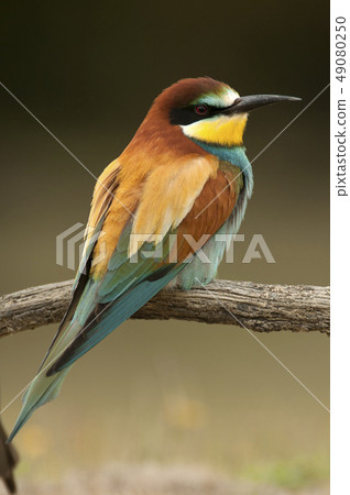 European bee-eater (Merops apiaster), Perched on a European bee-eater (Merops apiaster), Perched on a 49080250