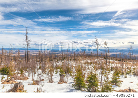 Landscape with forest affected by wind calamity. Landscape with forest affected by wind calamity. 49080271