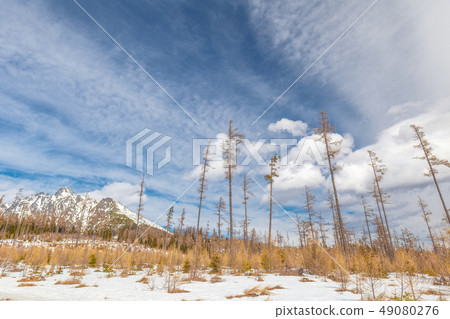 Landscape with forest affected by wind calamity. Landscape with forest affected by wind calamity. 49080276