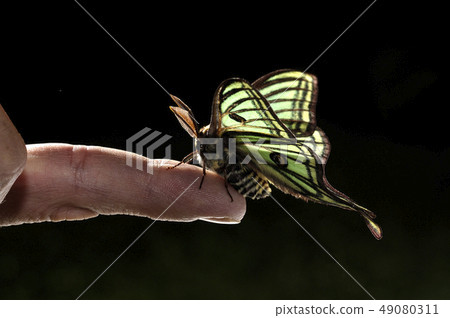 Elizabethan butterfly (Graellsia isabelae), on one 49080311