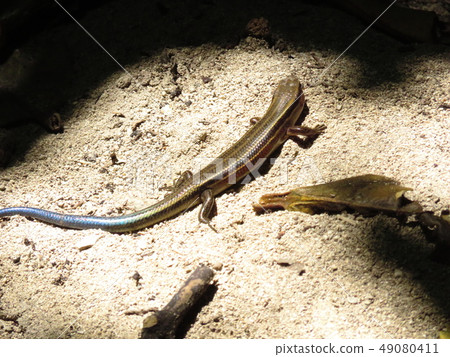 Japanese lizard 49080411