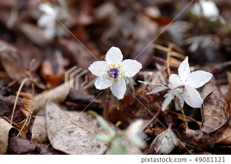 柔軟的綠色王國的瀨戶分支 49081121