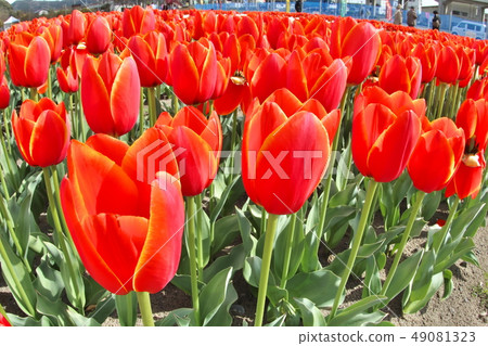 Flower bed of tulip festival Flower bed of tulip festival 49081323