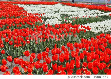 鬱金香節日花床 鬱金香節日花床 49081337