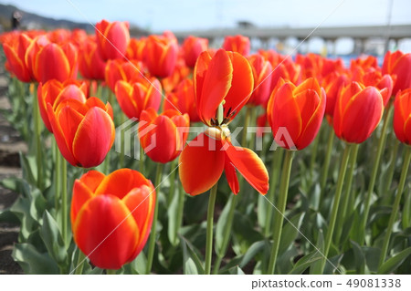 鬱金香節日花床 49081338