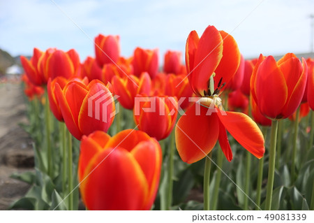 鬱金香節日花床 49081339