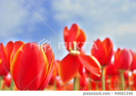 鬱金香節日花床 49081340