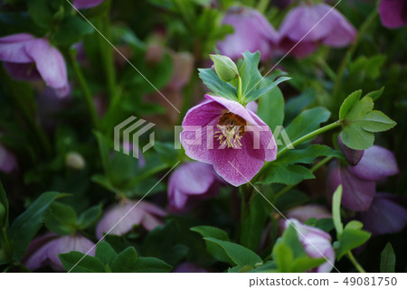 Christmas rose Christmas rose 49081750