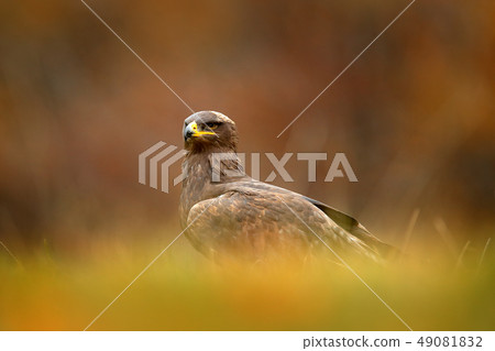 Steppe Eagle, Aquila nipalensis, bird of prey 49081832