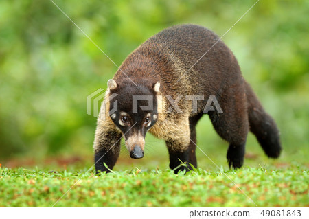 Raccoon with long tail. Mammal in nature habitat 49081843