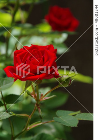 Mini roses that bloomed beautifully 49081844