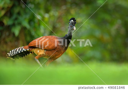 Bare-faced Curassow, Crax fasciolata in the jungle Bare-faced Curassow, Crax fasciolata in the jungle 49081846