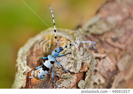Beautiful blue incest with long feelers. Beautiful blue incest with long feelers. 49081857